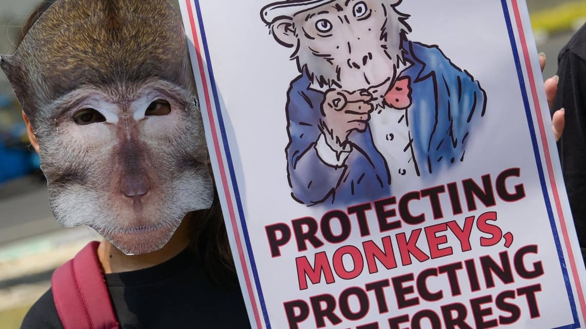 The problematic use of monkeys for social media content